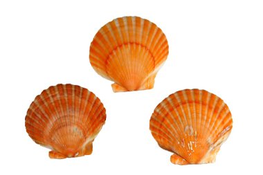 Kırmızı Midye kabukları