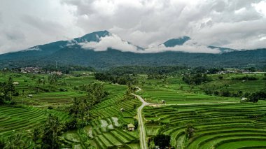 Dağlarda Jatiluwih Rice Terasları 'nın geniş yeşil bir alanı, Bali, Endonezya. Yüksek kalite fotoğraf