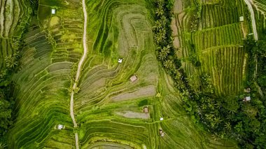 Pirinç tarlaları Tegalalang Bali Insonezya, ubud, canggu