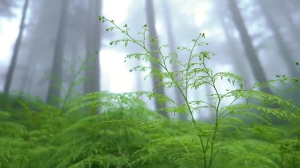 Pequeñas Plantas Verdes Rodeadas Árboles Altos Bosque Luces Que Pasan — Vídeos de Stock