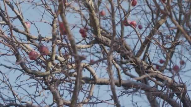 Старі Червоні Яблука Висять Повністю Сухих Гілках Яблуні Листя Обережно — стокове відео