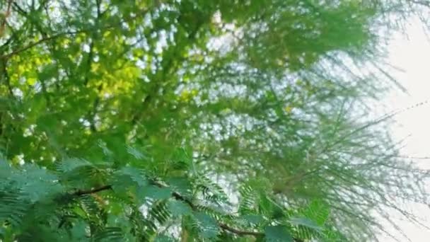 Мескитовые Листья Мягко Качаются Ветру Лесу Против Белого Неба Окруженного — стоковое видео
