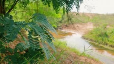 Yeşil Mesquite ağaç yapraklarının etrafını küçük otlar ve ormanın içinden akan sakin su akıntısıyla çevrili ağaçlar sarmış rüzgarda yavaşça sallanıyor. Beyaz gökyüzü, Bitki Yaprakları