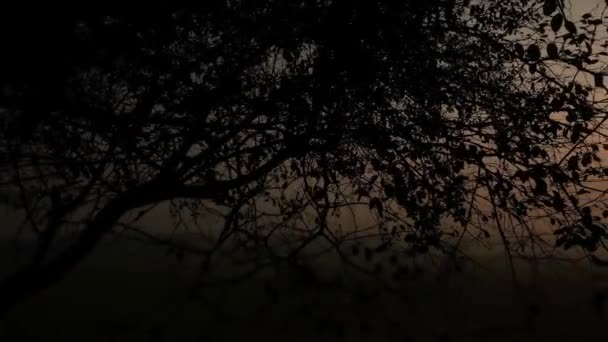Morgendlicher Sonnenaufgang Durch Äste Und Blätter Wald Rötliche Sonne Scheint — Stockvideo