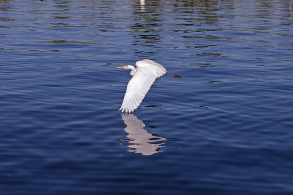 Egret sobre a água — Fotografia de Stock