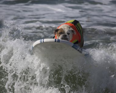 Buldog yakalamayı dalga sörf