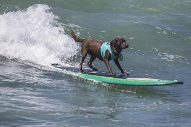 Labrador geri almak sörf