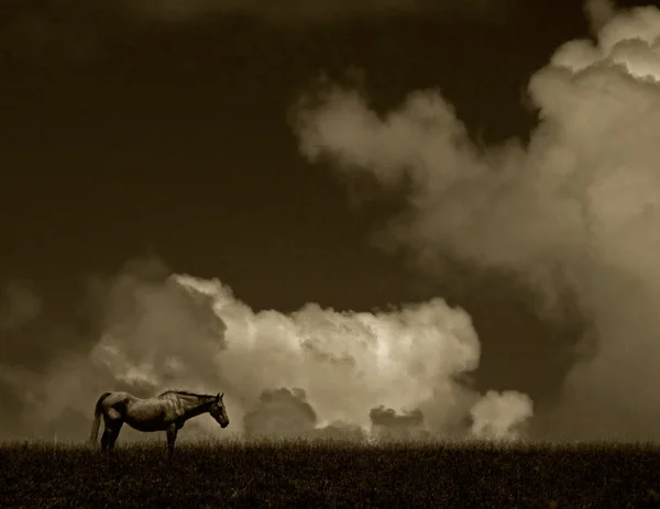 Gökyüzüne karşı at