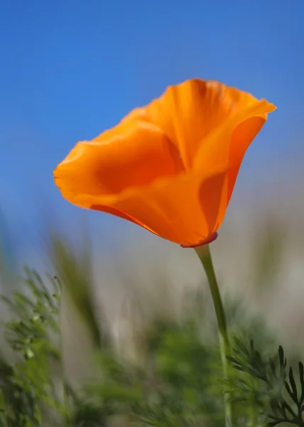 Tek California altın Poppy