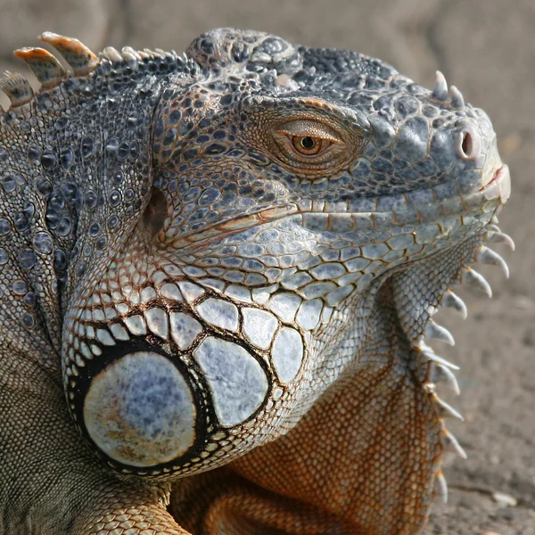 iguana yakın çekim