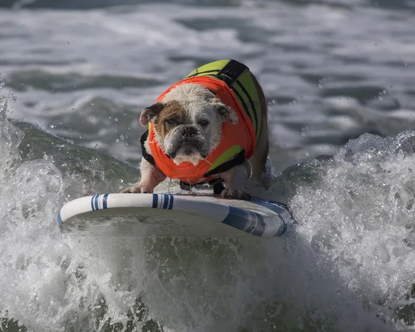 Dalga yakalamak sörf Bulldog çalışır.
