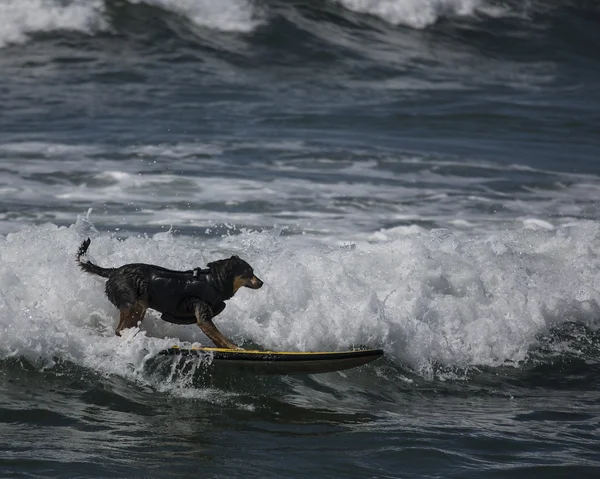 Köpek dalga sörf tahtası üzerinde parçalama