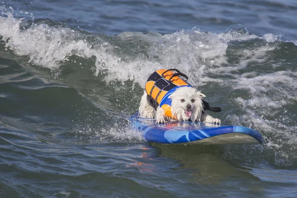 Udanego surfowania pies — Zdjęcie stockowe