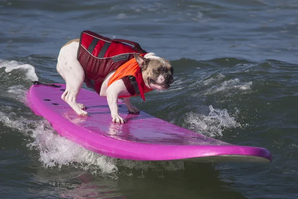 Buldog francuski na deskę surfingową różowy — Zdjęcie stockowe