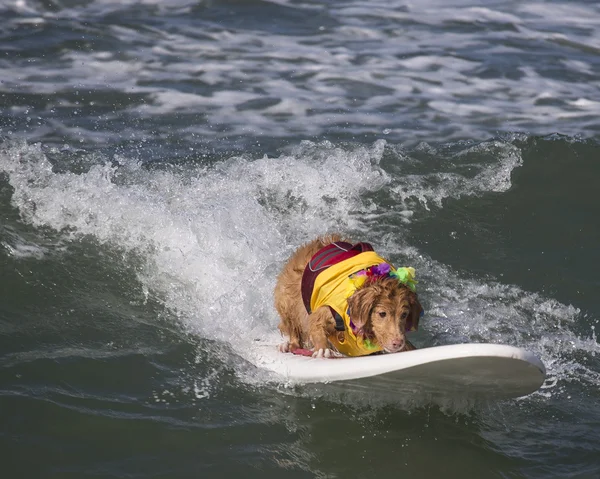 Golden Retriever sörf