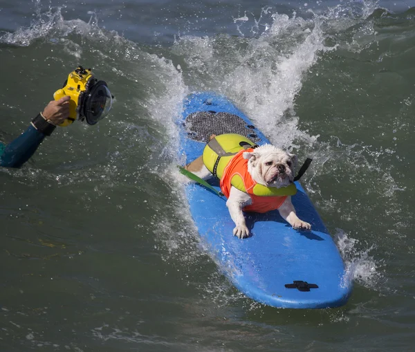 Surfing, Bulldog pozowanie — Zdjęcie stockowe