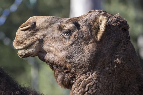 dromedary deve