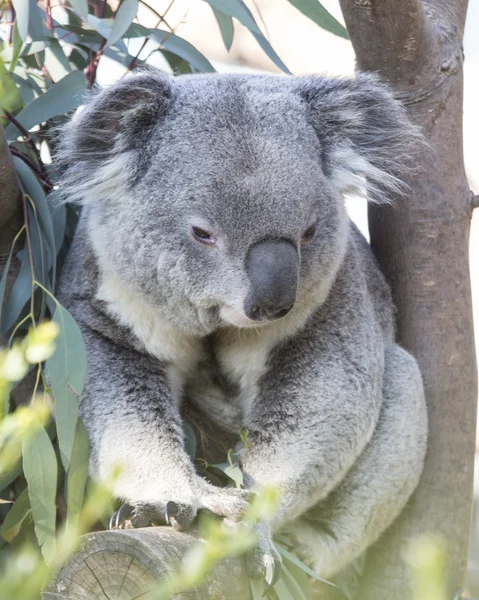 Koala im Eukalyptusbaum — Stockfoto