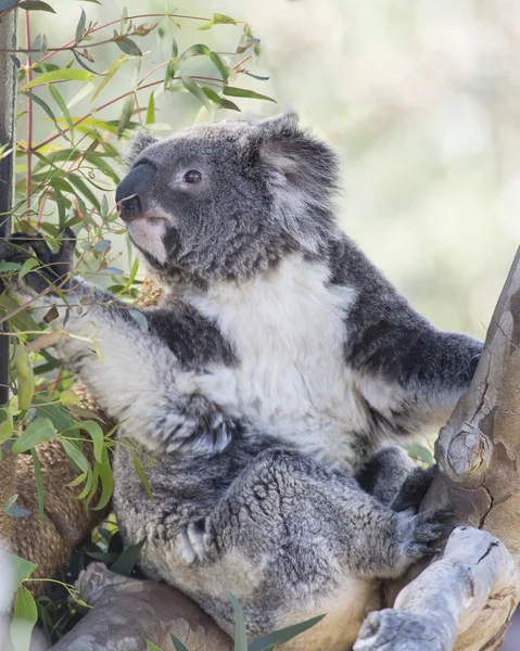 Koala Bear reaching for leaved — Stock Photo, Image