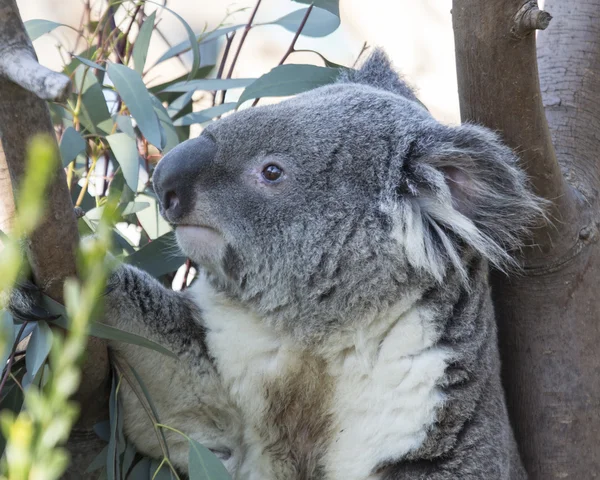 Koala Bear Side View — Stock Photo, Image