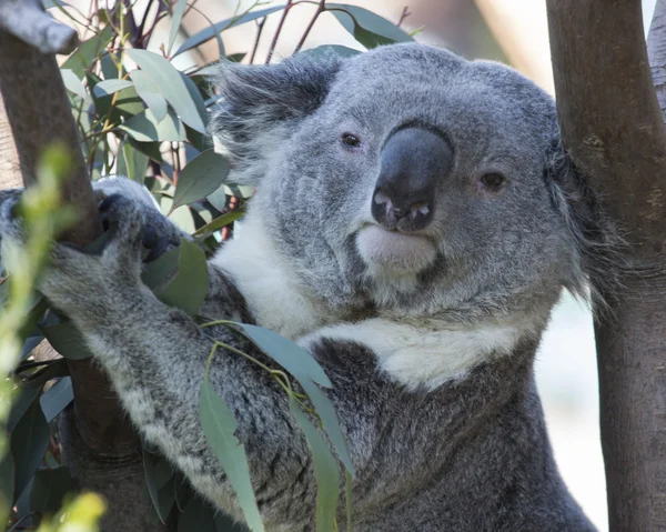 Miś Koala w drzewo — Zdjęcie stockowe