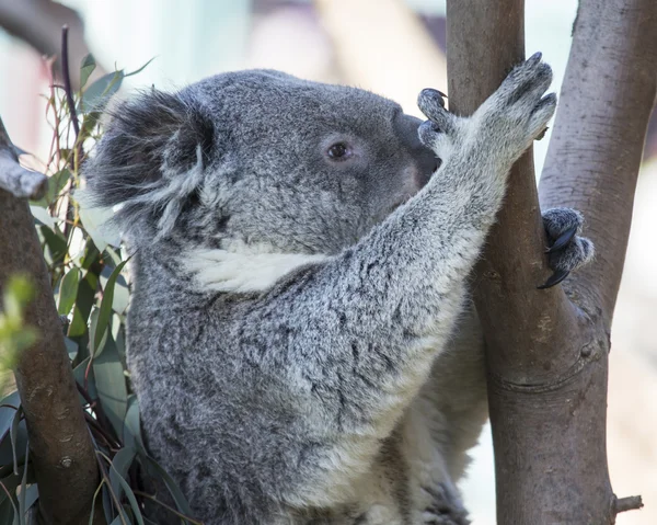 Climbing Koala Bear — Stock Photo, Image