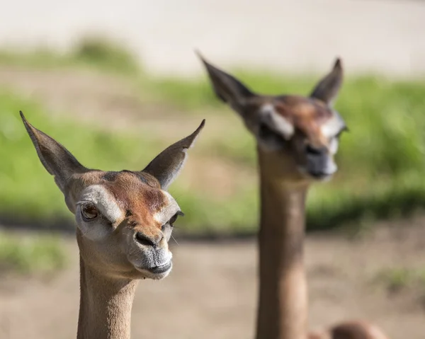 Pair of Gazelles — Stock Photo, Image