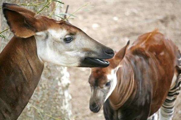 Okapi — Stockfoto