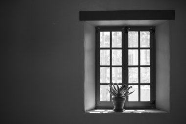 Pencere ve saksı bitki