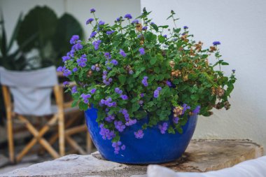 Saksıdaki güzel çiçek bitkisi