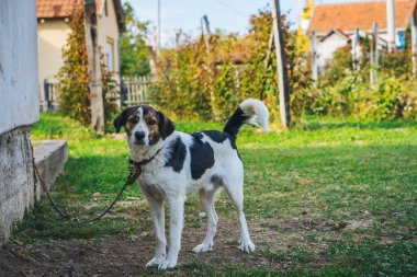 Tasmalı şirin köpek kameraya bakıyor.
