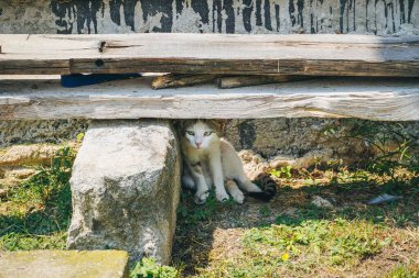 Kedi eski bankın altında saklanıyor.