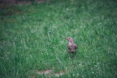 Keklik kuşu çimlerin üzerinde