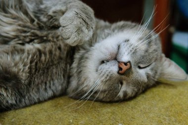 Tatlı, komik, gri kedi uyuyor.