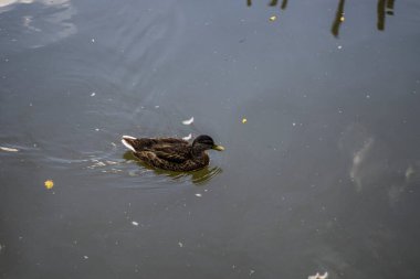 Hanau Almanya 'da bir gölde ördekler