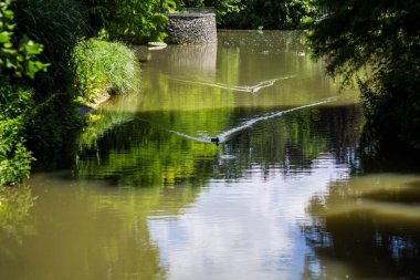 Hanau Almanya 'da bir gölde ördekler