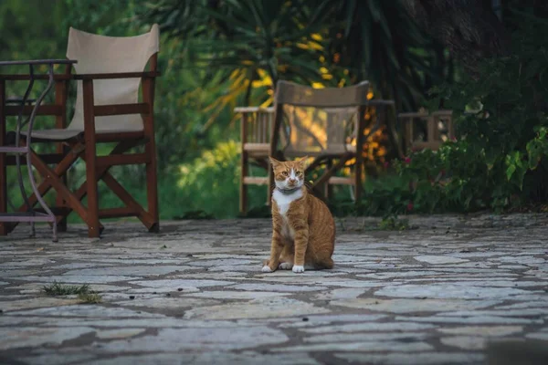 Cute Pomarańczowy Kot Siedzi Podłodze — Zdjęcie stockowe
