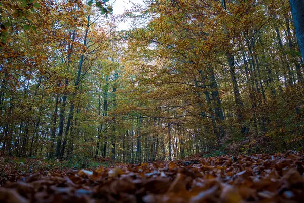 Sonbaharda Sık Bir Orman — Stok fotoğraf