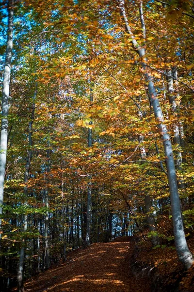 Bosque Denso Otoño —  Fotos de Stock