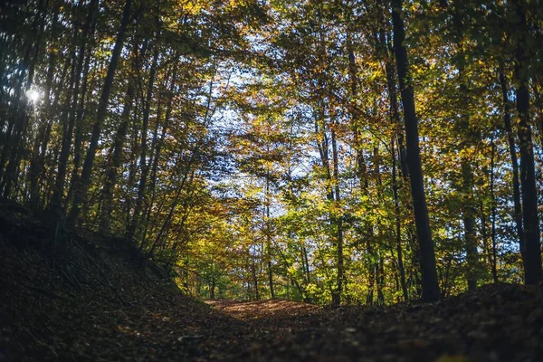 Bosque Denso Otoño —  Fotos de Stock