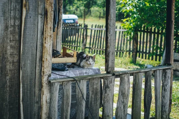 Gato Durmiendo Vieja Choza — Foto de Stock