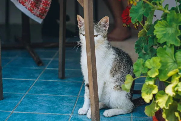 Gato Esconde Detrás Del Taburete — Foto de Stock