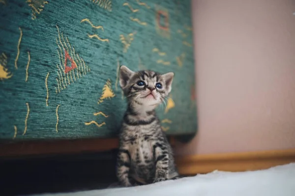 Rolig Ser Grå Kattunge — Stockfoto