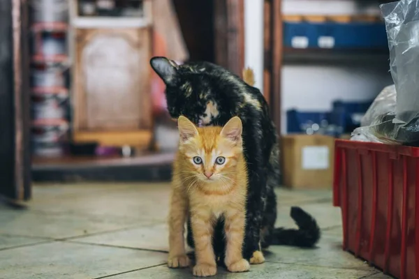 Мать Кошка Чистит Своего Оранжевого Котенка — стоковое фото