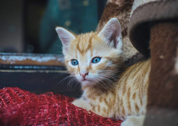 Cute Pomarańczowy Kot Niebieskimi Oczami — Zdjęcie stockowe