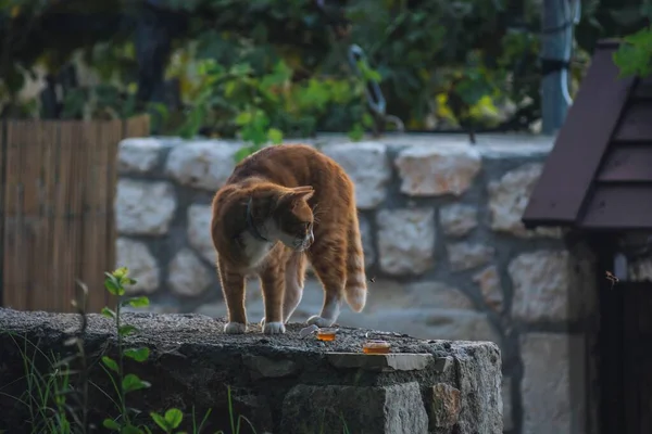 オレンジ猫空飛ぶスズメバチを見て — ストック写真