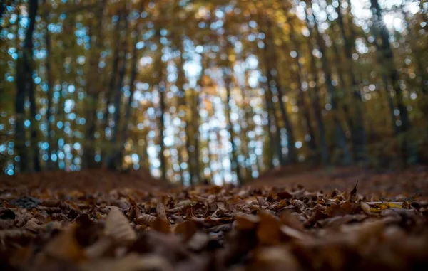 Hojas Forestales Bokeh Bosque —  Fotos de Stock