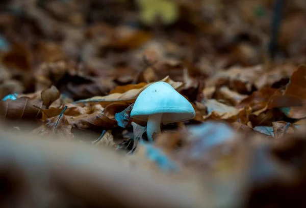 White Mushroom Autumn Leaves — Stock Photo, Image