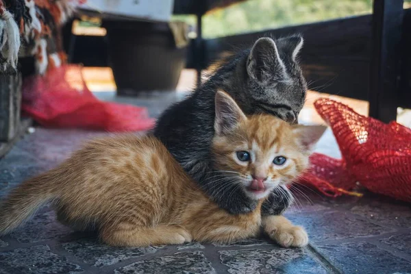 Cute grey cat hugging orange cat — Stock Image Cute Grey Cat Hugging Orange Cat Stock Picture