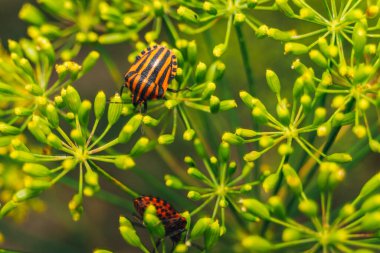 Çiçekteki böceğin makro görüntüsü.